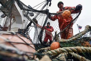 Ученые прогнозируют кризис на рыбном рынке России