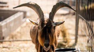 [Cубботнее утро]  Немцы судятся из-за вонючего козла