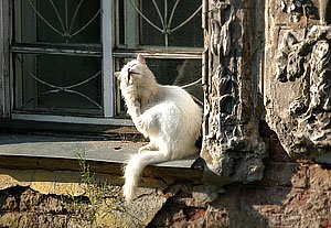 [2008] Московские коты взлетели в воздух