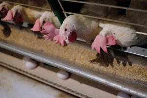 Китай разрешил поставки мяса и субпродуктов птицы еще 8 российским компаниям