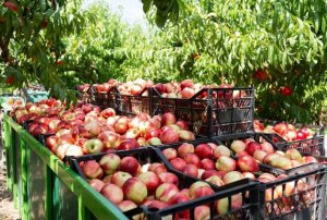 100 килограммов яблок Гонконга «звенят», а 466 тонн России – нет?