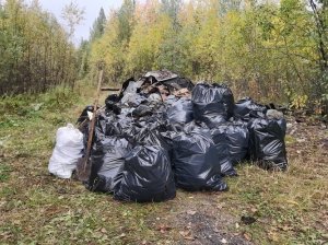 Активисты ОНФ в Коми ликвидировали свалку и высадили саженцы сосны в лесу Корткеросского района