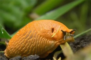 Рыжие слизни, которые любят пиво, заполонили Петербург и Ленобласть