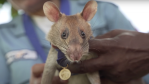 Гигантская крыса-сапёр получила золотую медаль за обнаружение нескольких десятков мин в Камбодже