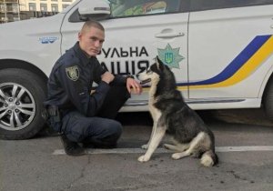 Во Львове полицейский приютил хаски, которая пришла к нему на пост во время дежурства