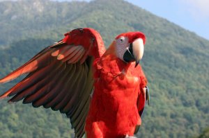 Пять попугаев в Британии изолировали за оскорбление посетителей