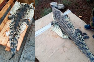 На Алтае браконьер поймал в реке… крокодила!