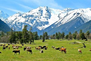 Северный Кавказ (результаты ревизии)