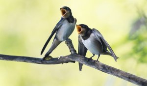 Апокалипсис: в США массово гибнут птицы