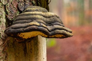 Ученые приготовили лекарство от COVID на основе чаги