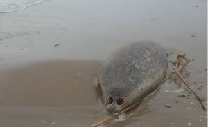 Причины массовой гибели тюленей в Дагестане установит прокуратура