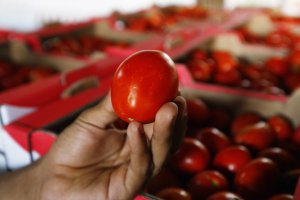 Россельхознадзор вводит временные ограничения на поставки томатов и яблок из Азербайджанской Республики на территорию Российской Федерации