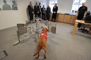 Собаки могут вынюхивать коронавирус COVID-19 в подмышках человека