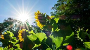 Ученые назвали фактор, который остановит распространение COVID-19