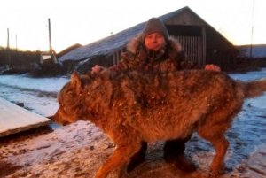"Настоящий русский": британцев восхитил задушивший волка фермер из России