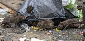 Полчища крыс атакуют янинцев – МПБО-2 расплодил опасных грызунов
