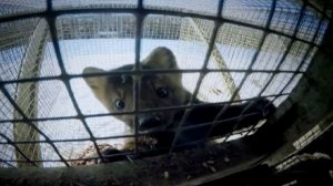 В Москве задержали Любовь Соболь