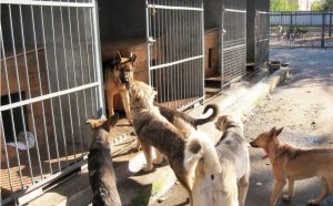 Правила строительства приютов для животных разработали в России