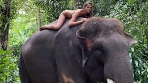 Алесю Кафельникову обвинили в насилии над слоном