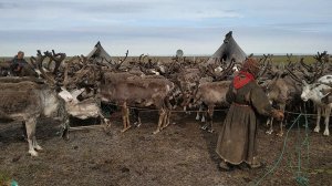 Почему люди, которые всю жизнь провели в чуме, могут стать бездомными