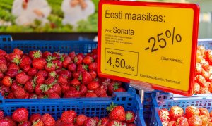 [Eesti]Для кого ягодка росла? Эстония собирается бросить на сбор клубники отряд заробитчан.