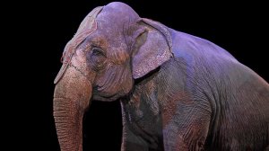 Слон напал на рабочего в цирке в Казани