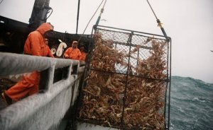 Счетная палата поймала Росрыболовство на нарушениях в крабовых аукционах