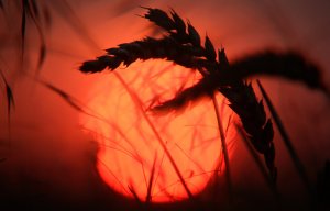 Экспортеры пшеницы из РФ выиграли 5 из 6 лотов на тендере по поставкам в Египет. Причиной падения цен на российскую пшеницу до $238 за тонну стал низкий спрос - эксперты