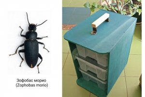 Поедающих пластик жуков обнаружили биотехнологи из Якутии    (Ученые хотят "заставить" их перерабатывать домашние отходы)