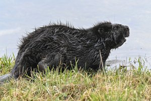 [Диверсанты]Бобры отключили интернет в Канаде