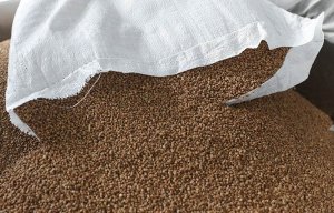 Россия ввела запрет на экспорт гречки