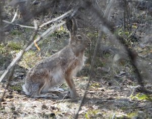 Краснокнижных зайцев заметили в Серебряном бору!