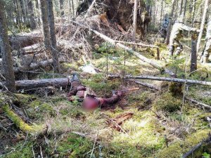 Медведь убил мужчину в Тегульдетском районе. 18+