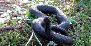 Змея укусила девочку в Вологодской области