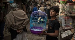 США обратились к двум членам ОДКБ  и Узбекистану с просьбой принять 9 тысяч афганцев, которые помогали американским военным, до завершения процесса вывода войск