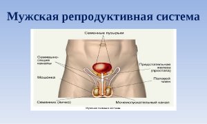 Минздрав заявил, что коронавирус может поражать женскую и мужскую репродуктивную систему