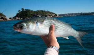 Крымский мост открыл азовскому пиленгасу путь к Севастополю