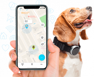 Билайн выпустил продукты для владельцев домашних животных