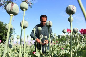 Восточные сказки: Какой смысл талибам бороться с наркотрафиком