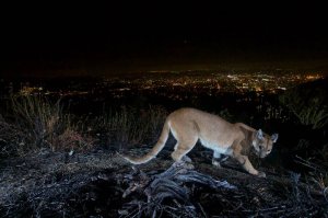 Мать голыми руками поборола пуму, напавшую на ребенка в Калифорнии