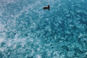 Украина решила предъявить России счет за нашествие медуз