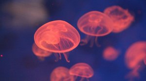 Отсутствие денег на отдых у украинцев глава Запорожья подменил русскими медузами