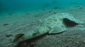 Биолог Дэвис первым в мире заснял охоту морского ангела