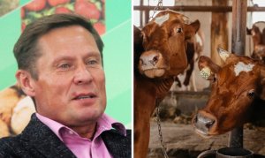 Министр сельского хозяйства республики Карелия вместе с председателем првительства решили нанести вред ведущим Карельским молокоперерабатывающим комбинатам.