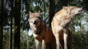 По обвинению в особо крупном мошенничестве объявлена в розыск известный российский аудитор Елена Лоссь