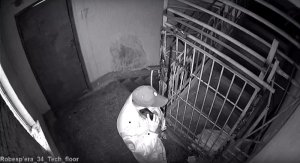 В Красноярске полицейский справил нужду в подъезде дома