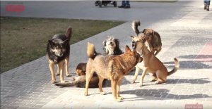 Стаи бездомных собак и вшивые коты – реальность Петербурга