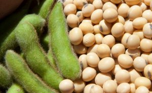 Ставка на бобы: Россия намерена поставлять соевые продукты в Азию Подробнее