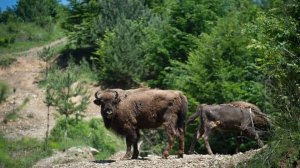 Зубры вернулись в Карпаты!