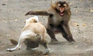 В Индии обезьяны "казнили" 250 собак из-за гибели детеныша приматов